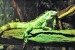 iguana iguana.jpg